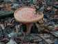 Ízletes rizike (Lactarius deliciosus), Őrség